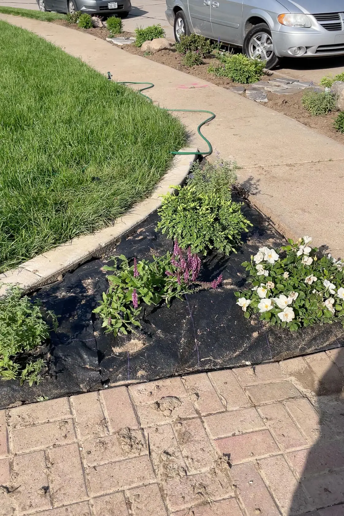 Before adding mulch to a low maintenance front yard landscaped flower bed.